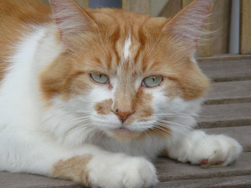 Коты долгожители