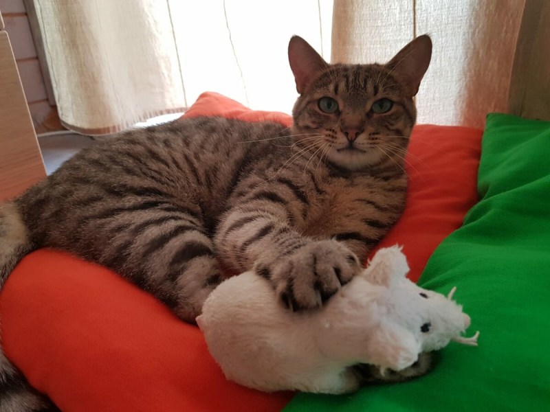 Рекорд кота долгожителя