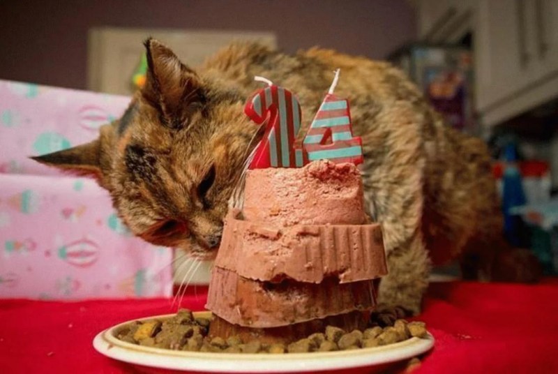 Тортик для котика