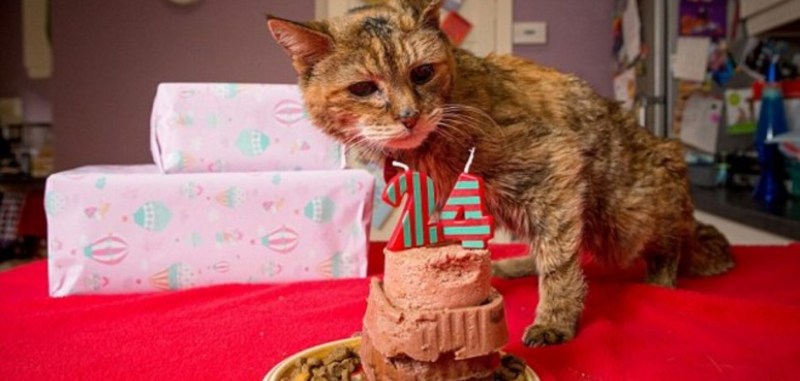 Кошка долгожитель