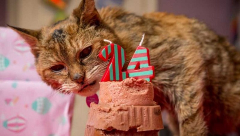 Коты и одинокие пожилые люди