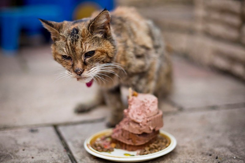 Старая кошка