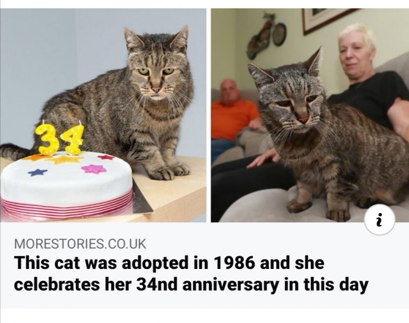 Старая кошка