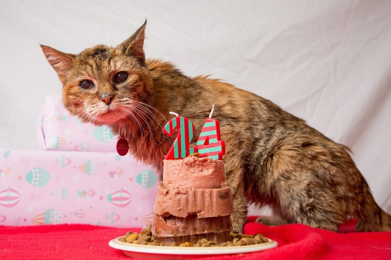 Кошка долгожительница Люси