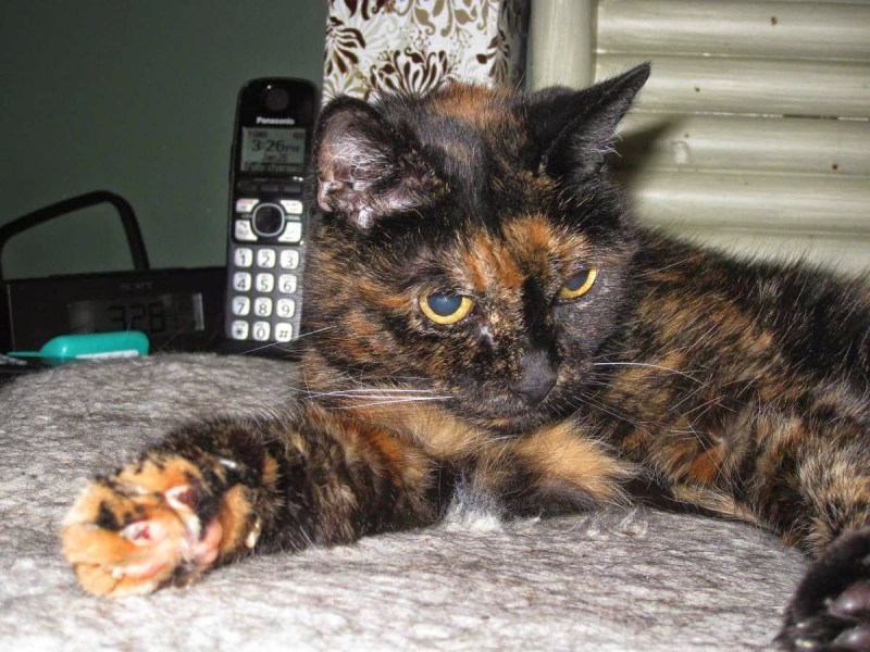 Кошка Люси долгожитель