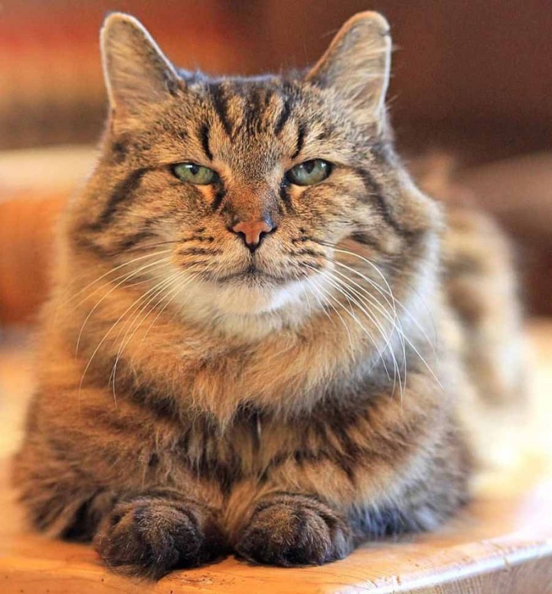 Самая Старая кошка