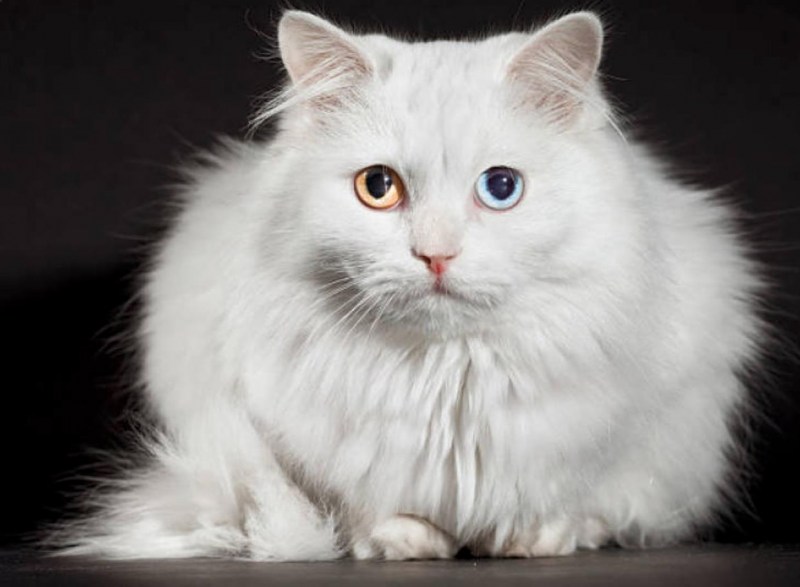 Белая ангорская кошка