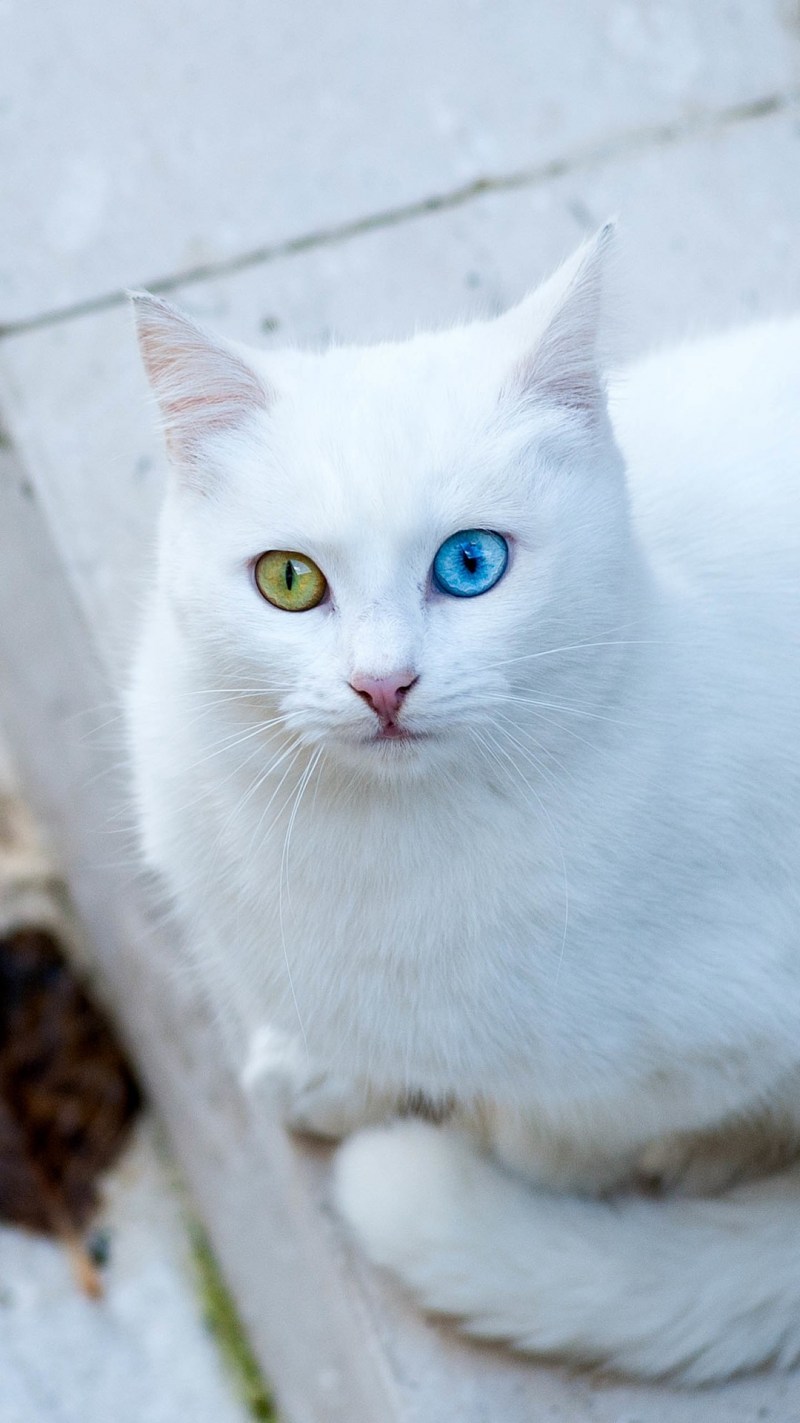 Турецкая ангорская кошка