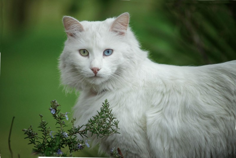 Анатолийская кошка белая