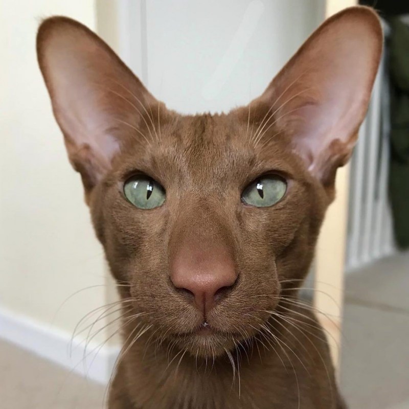 Кот Ориентал грузин