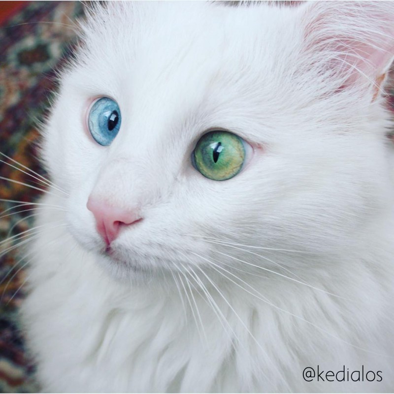 Сибирская ангорская кошка