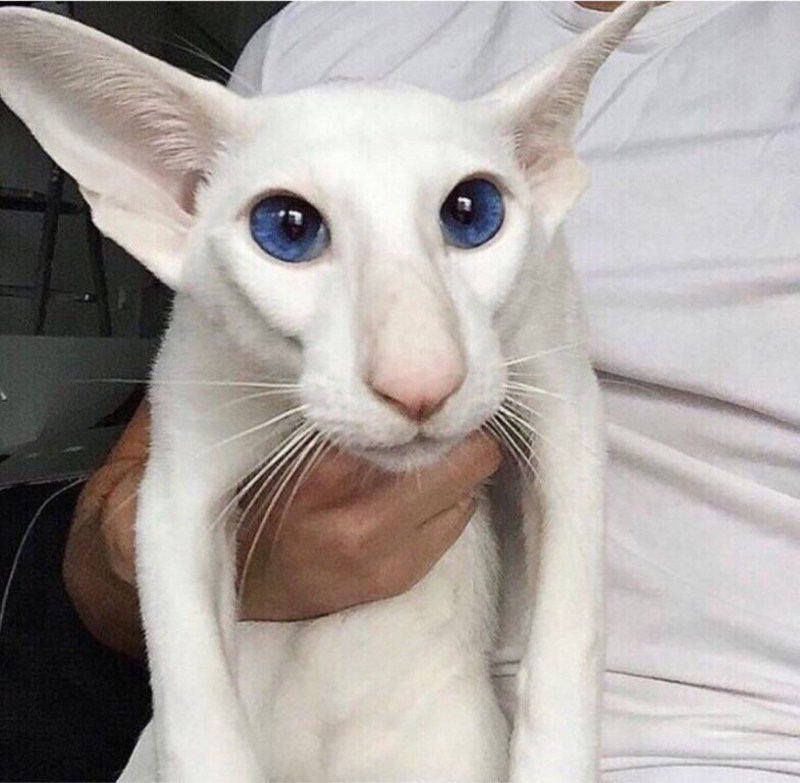 Коты ориенталы грузины
