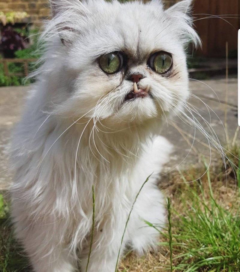 Тупой кот