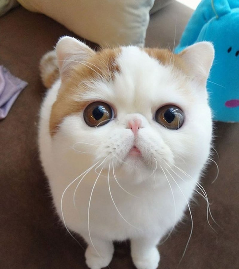 Сибирская кошка с экзотом