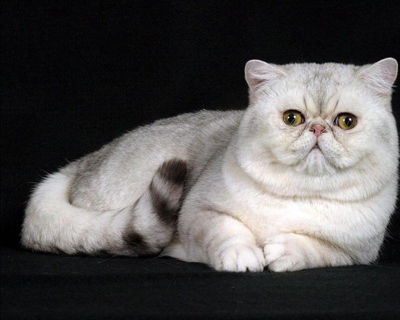 Толстый кот Мейн кун