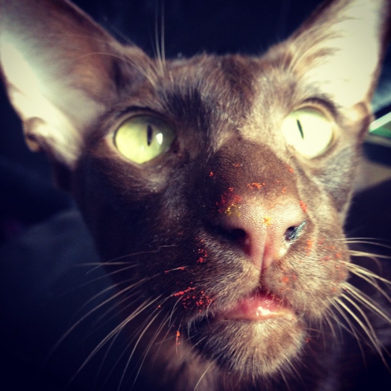 Коты ориенталы грузины