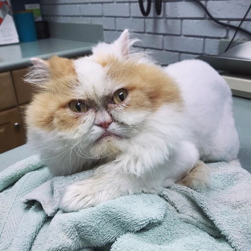 Персидский кот Луи