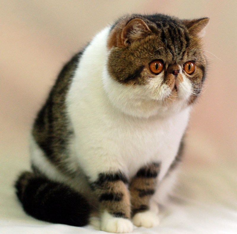 Самый популярный кот