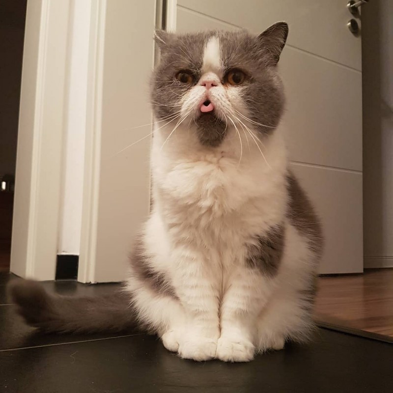 Косоглазие у кошек