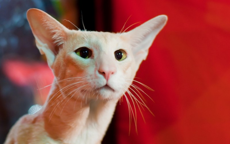 Котенок с длинной мордой