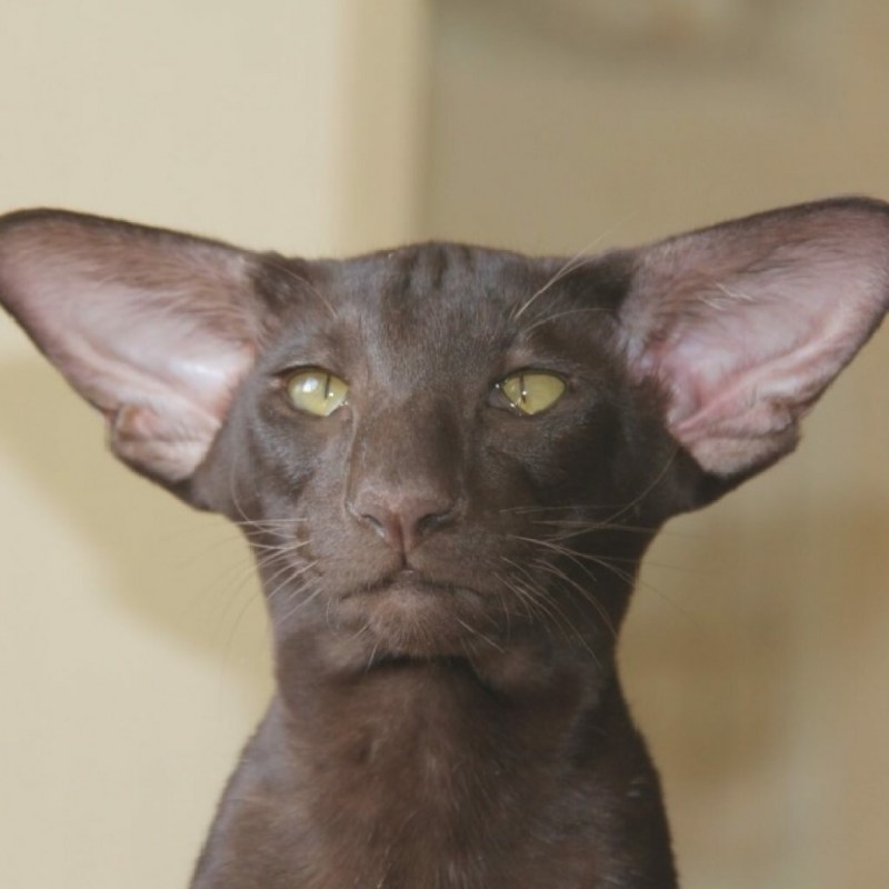 Страшные породы котов