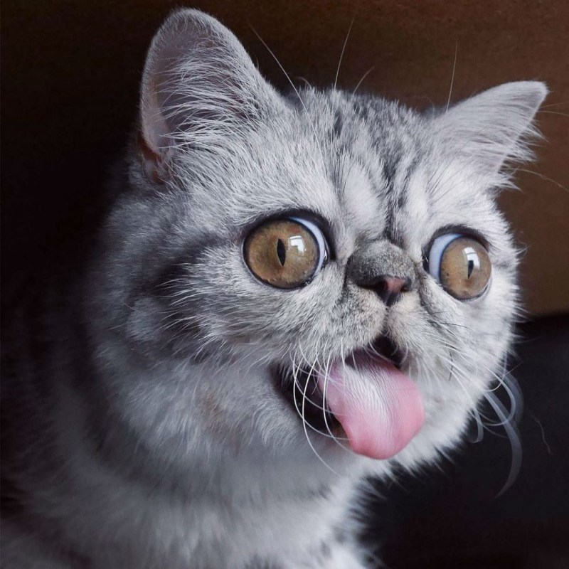 Кошка с выпученными глазами