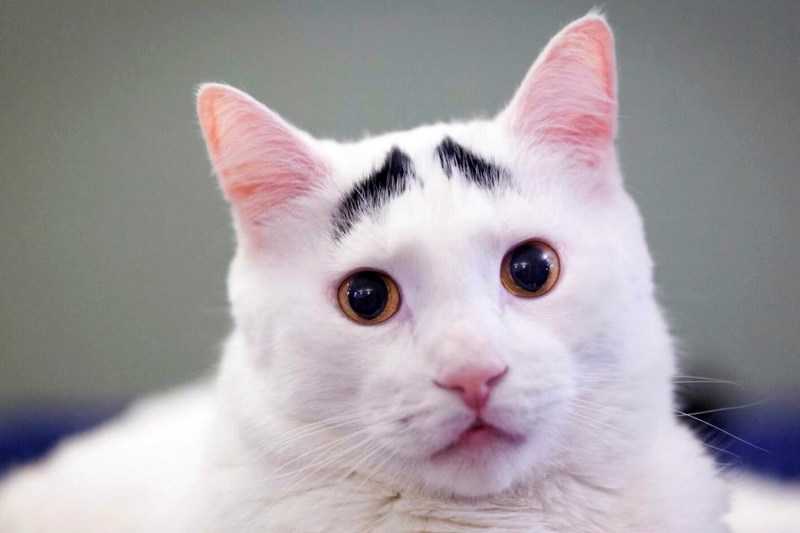 Удивленный белый кот