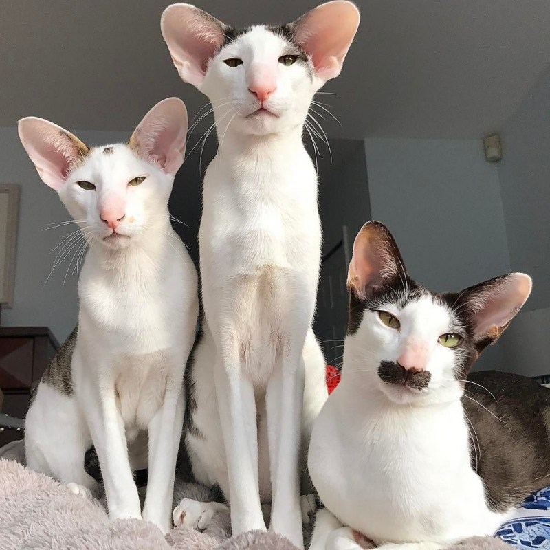 Коты ориенталы грузины