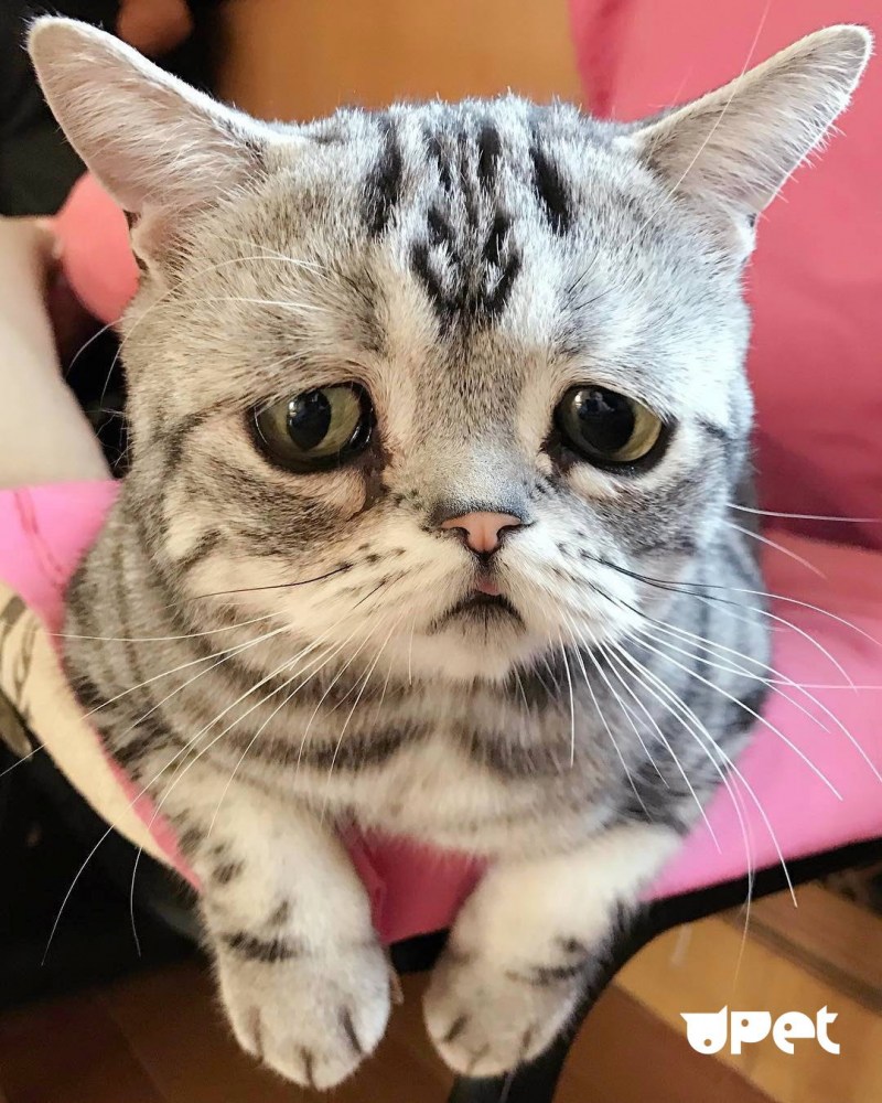 Грустный кот