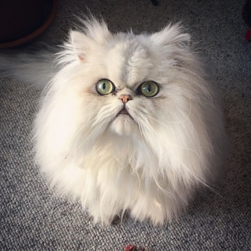 Персидская кошка