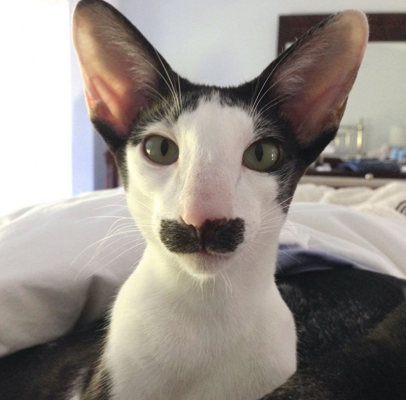 Коты ориенталы грузины