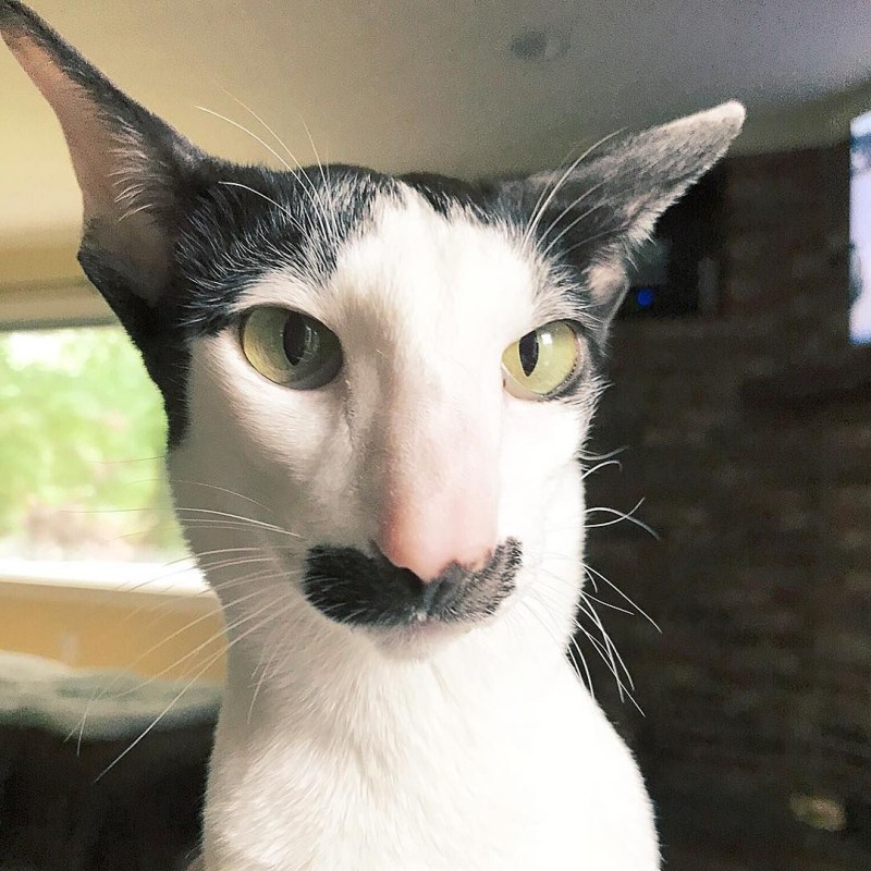 Коты ориенталы грузины
