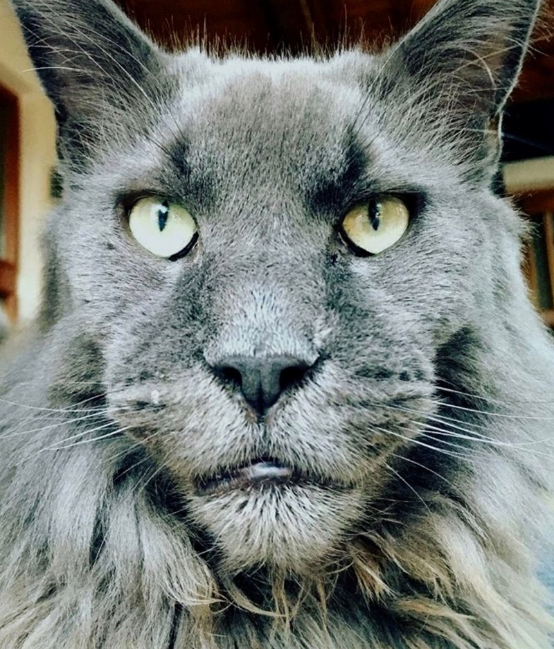 Коты грузины порода Ориентал