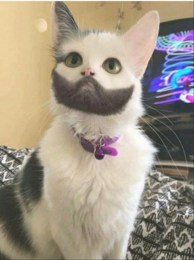 Кот с бакенбардами