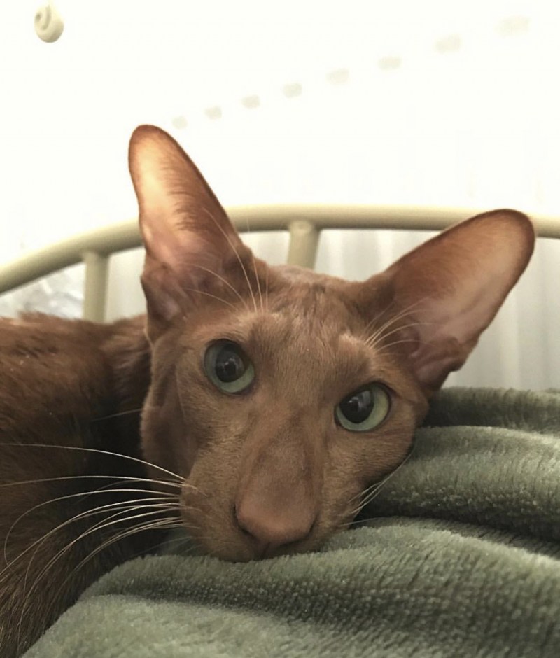 Коты с большими мордами