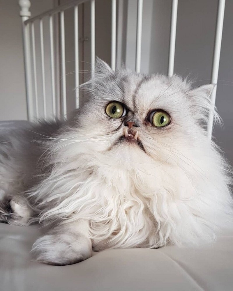 Кошка с грузинским носом