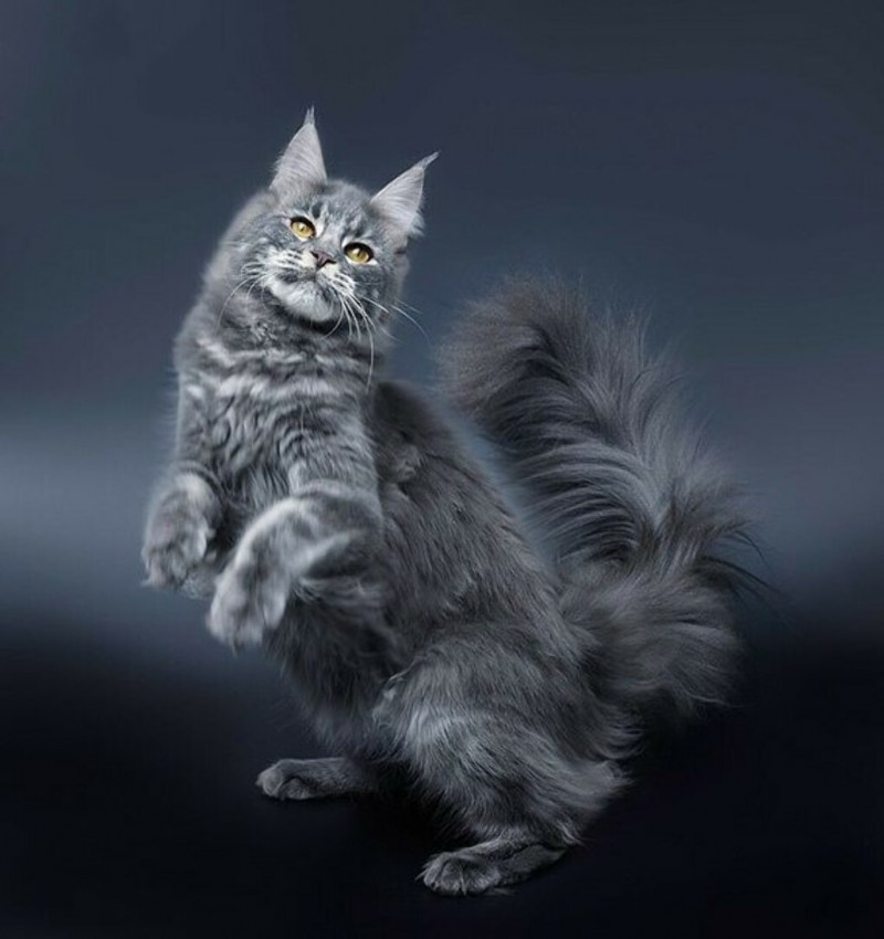 Мейн кун серый котенок