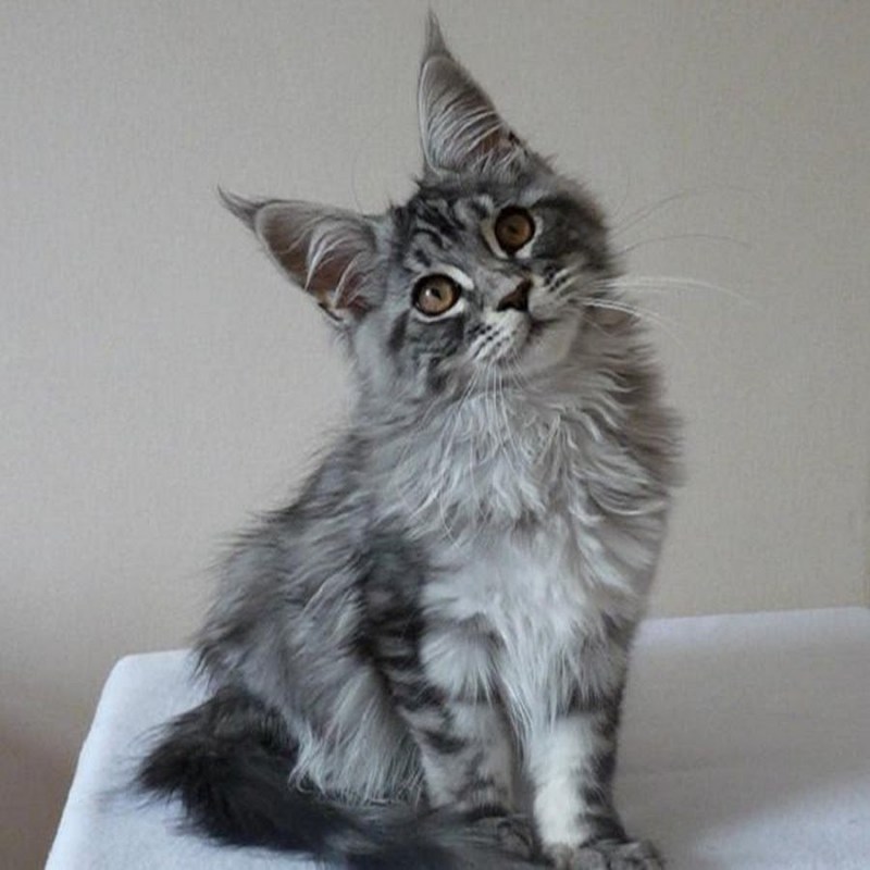 Кот Мейн кун серый