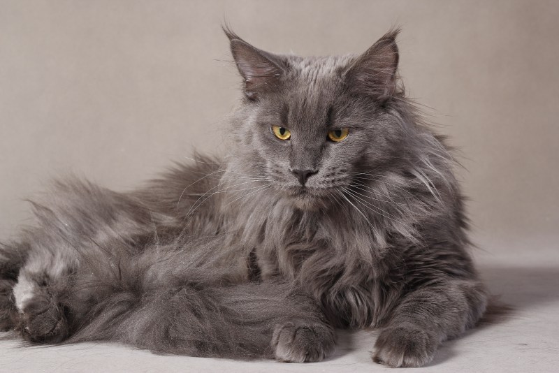 Кот Мейн кун серый