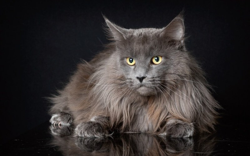 Кошка Мейн кун серая