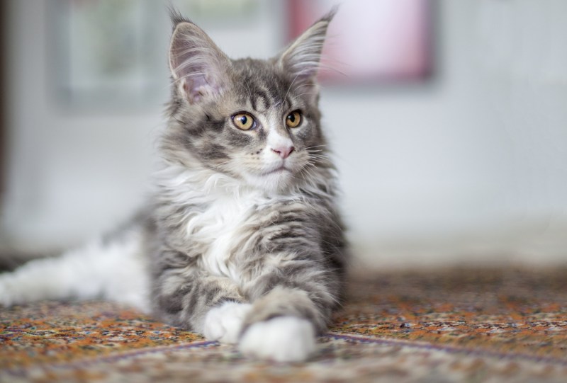 Мейн кун серый котенок