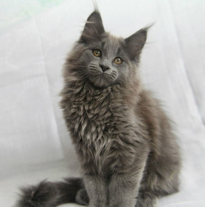 Кошка Мейн кун серая