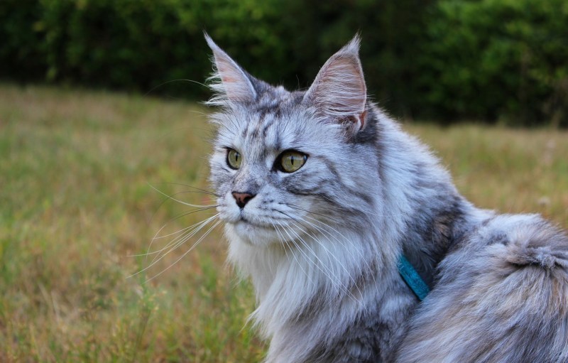 Кот Мейн кун серый
