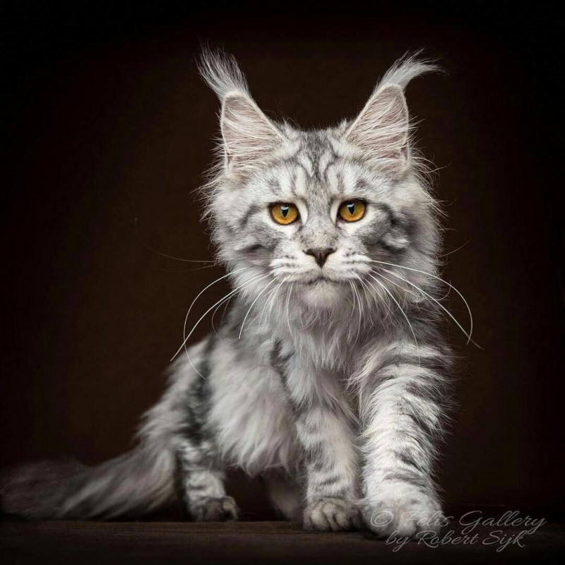 Серебристый кот Мейн кун