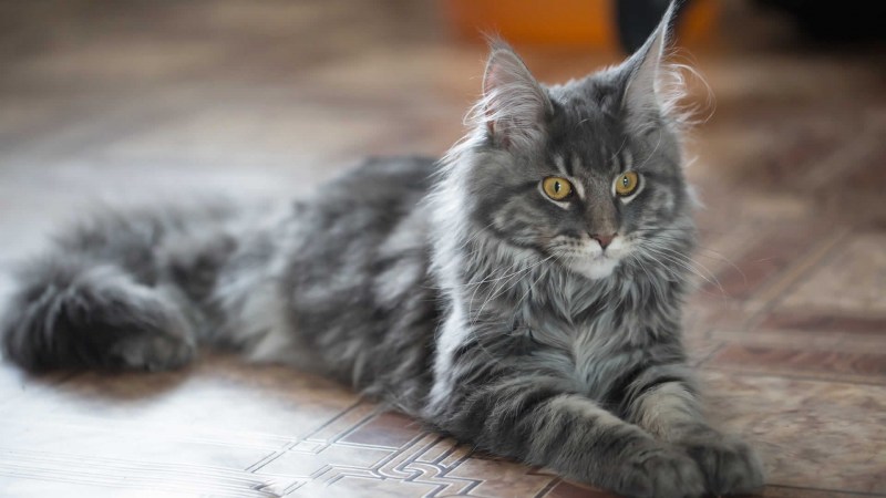 Серый котенок Мейн куна
