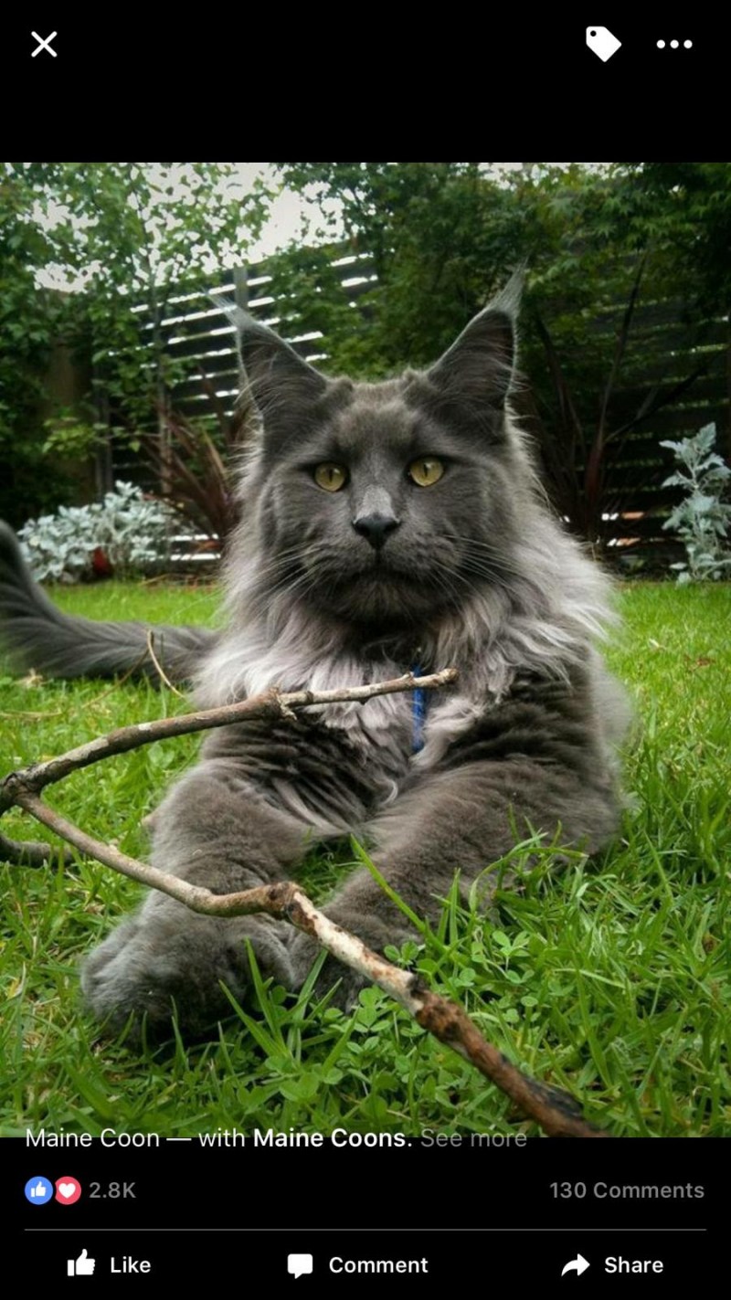 Кот Мейн кун серый