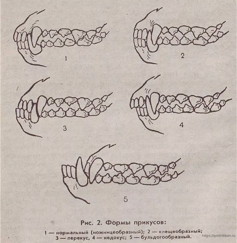 Гиперплазия десен у собак