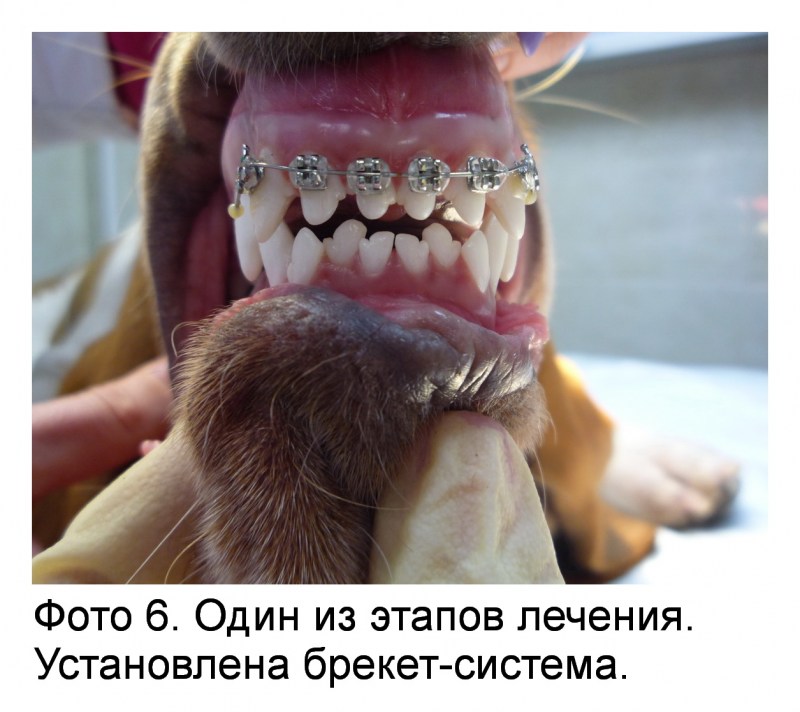 Правильный и неправильный прикус у собак