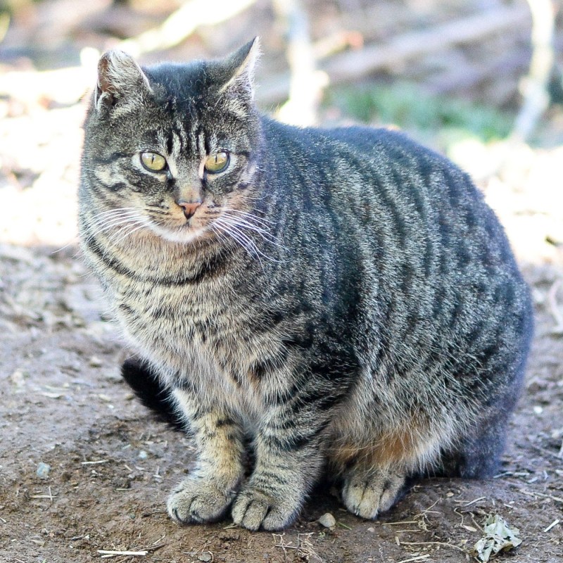 Кошка табби макрель