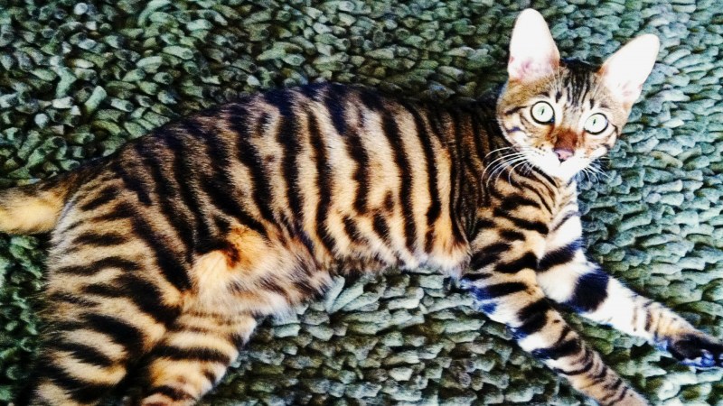 Бенгальская кошка тойгер
